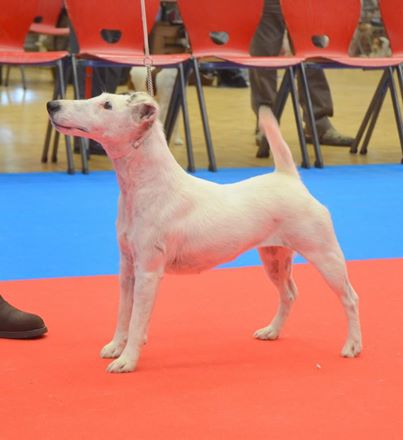 Easy peasy De la rose magique