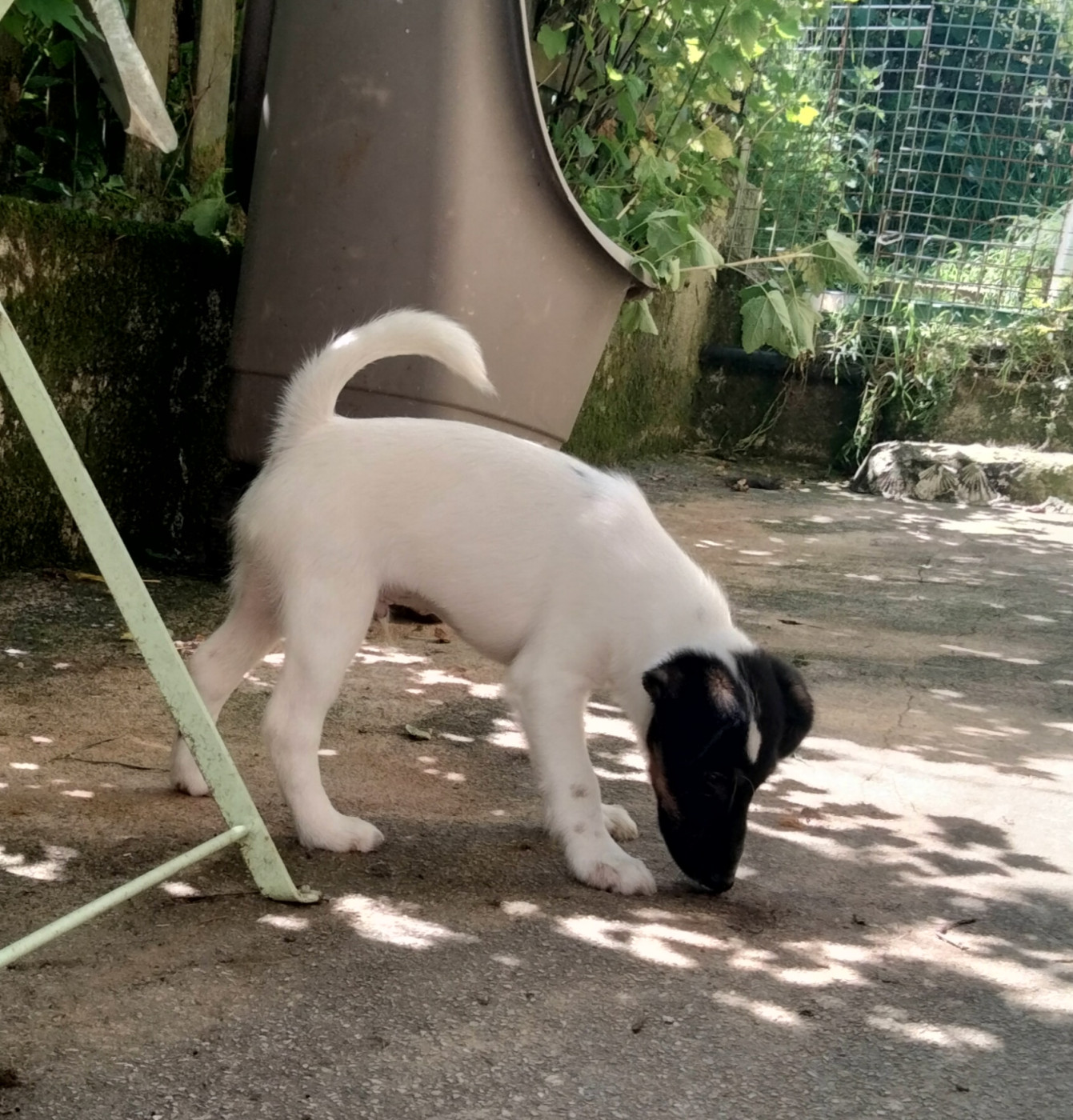 De la rose magique - Chiots disponibles - Fox Terrier Poil lisse