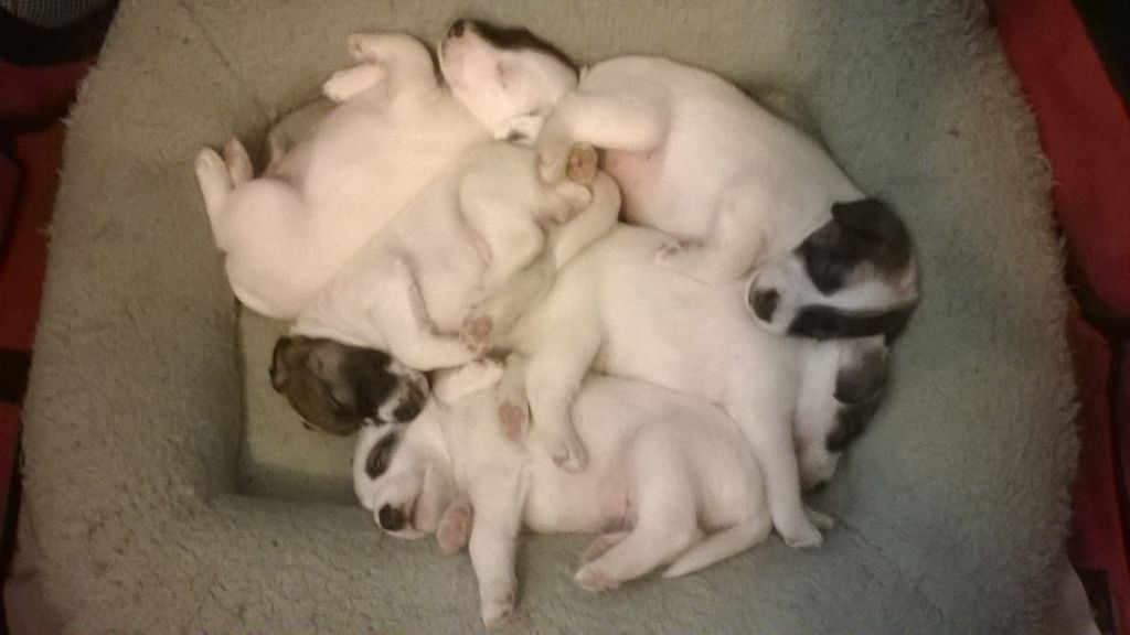 De la rose magique - Fox Terrier Poil lisse - Portée née le 15/10/2020