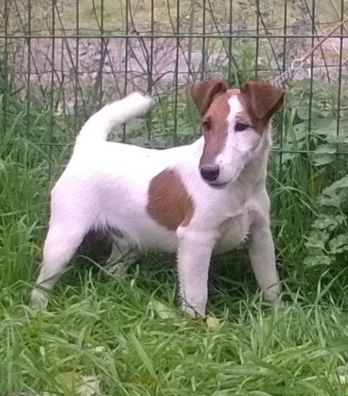 De la rose magique - Fox Terrier Poil lisse - Portée née le 29/05/2017