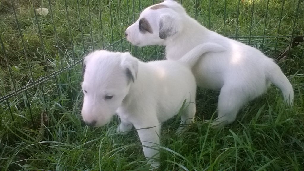 De la rose magique - Fox Terrier Poil lisse - Portée née le 10/06/2017