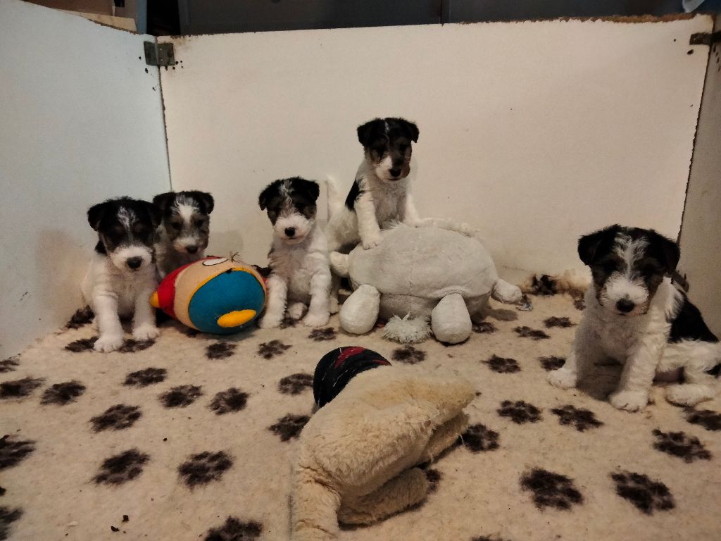 De la rose magique - Fox Terrier Poil Dur - Portée née le 18/08/2025